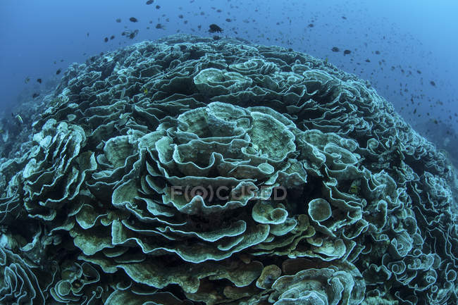 Los corales están empezando a blanquear el arrecife en Indonesia - foto de stock