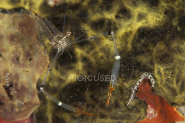 Translucent Cuapetes commensal shrimp — Stock Photo