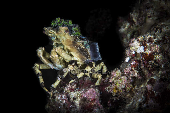 Granchio decoratore seduto sulla barriera corallina — Foto stock