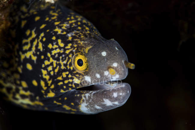 Snowflake moray eel on reef — Stock Photo
