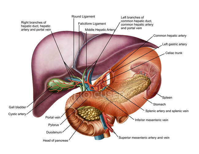 Anatomía del hígado con estómago y páncreas - foto de stock