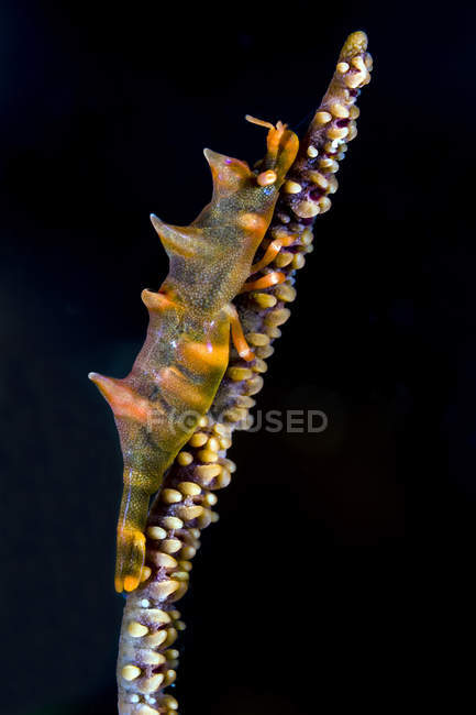 Dragon shrimp on whip coral — Stock Photo