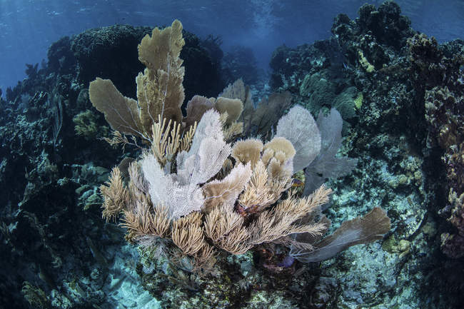 Gorgonien mit riffbildenden Korallen am Riff — Stockfoto