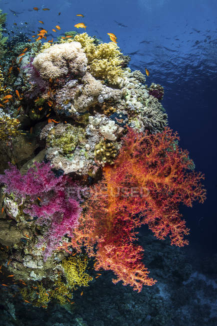 Reefscape colorido com peixes — Fotografia de Stock