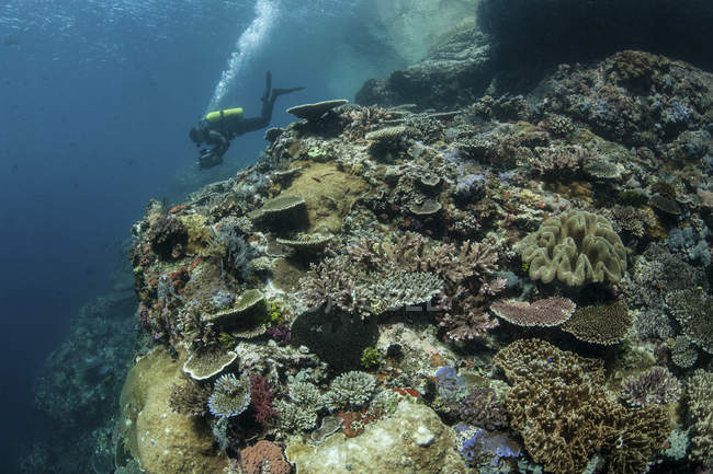 Водолаз, плавающий над коралловым рифом — стоковое фото