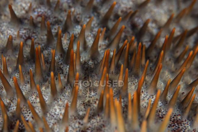 Espinas afiladas que cubren la corona de espinas estrellas de mar - foto de stock