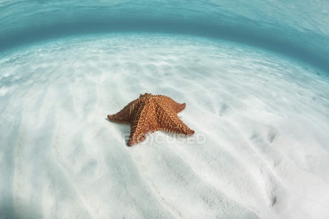 Estrela-do-mar da Índia Ocidental — Fotografia de Stock