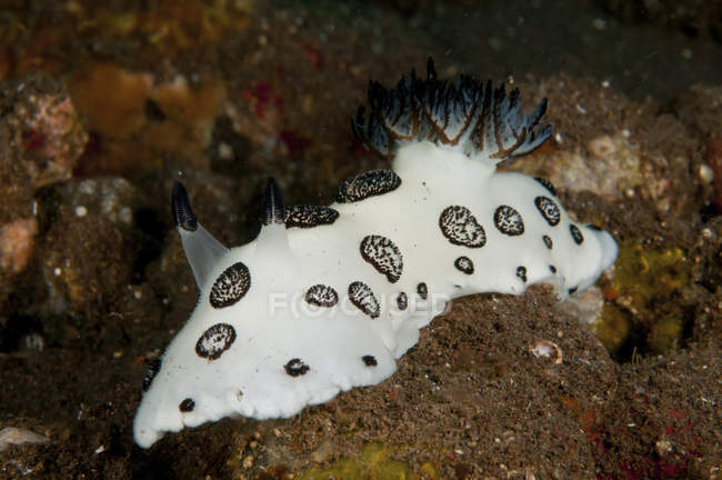 Preto e branco manchado nudibranch — Fotografia de Stock