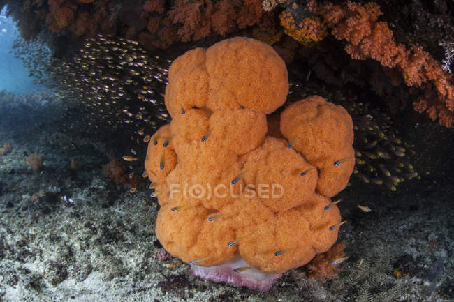 Colonie de corail mou orange — Photo de stock