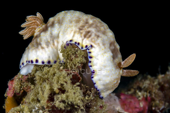 Goniobranchus rufomaculatus nudibranch — стокове фото