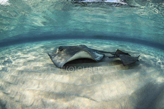 Dos mantarrayas nadando sobre fondo arenoso - foto de stock