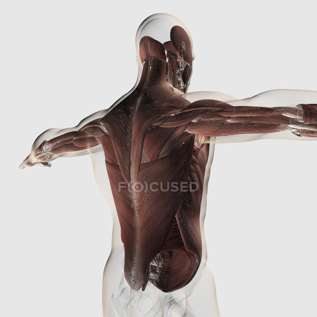 Male muscle anatomy of the human back — Stock Photo