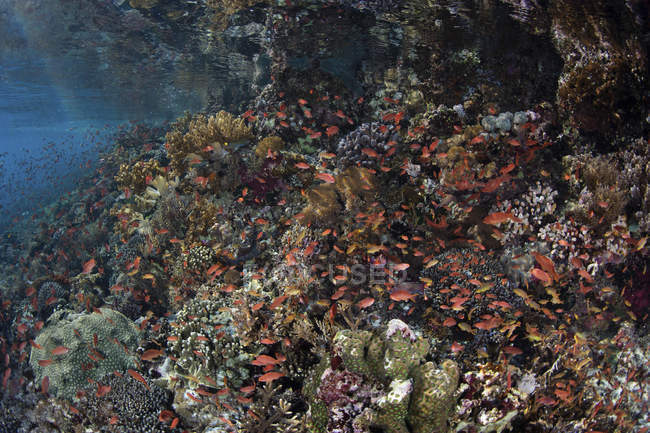 Poisson coloré nageant au-dessus du récif — Photo de stock