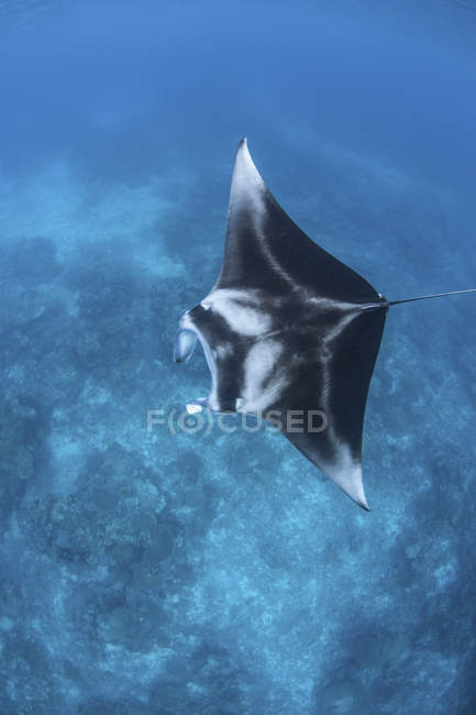 Reef manta ray in clear water — Stock Photo