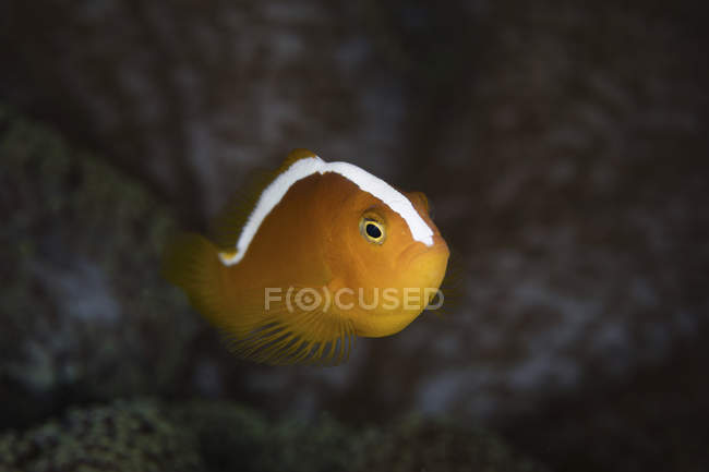 Orangefarbene Anemonenfische Nahaufnahme — Stockfoto