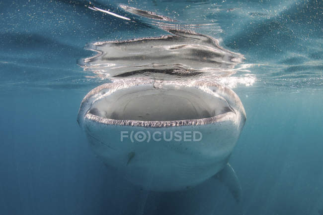 Tiburón ballena alimentándose de plancton - foto de stock