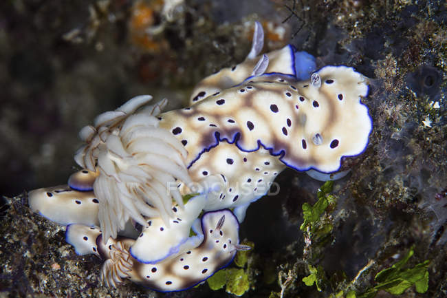 Several piling nudibranchs — Stock Photo
