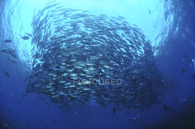 Круглое стадо трехвальных рыб — стоковое фото