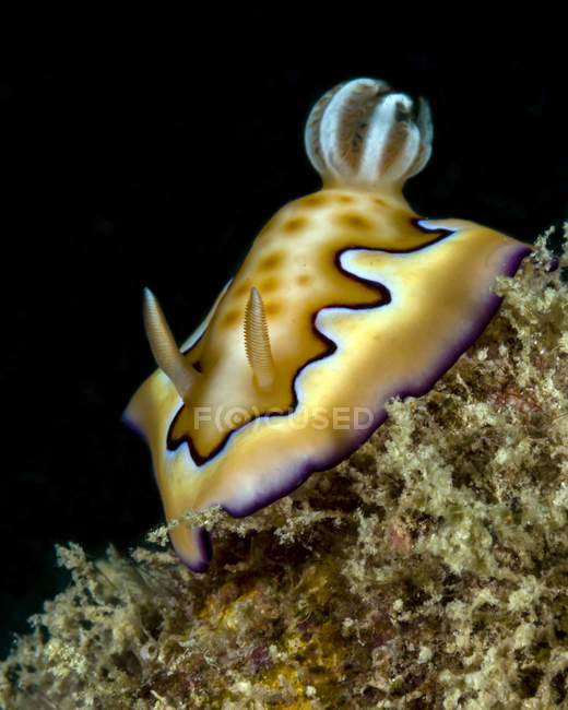 Goniobranchus nudibranch Nahaufnahme — Stockfoto
