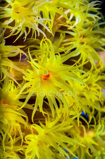 Orangefarbene Tasse Koralle — Stockfoto