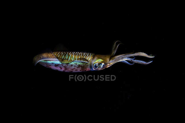 Calamari della barriera corallina bigfin in bilico al buio — Foto stock