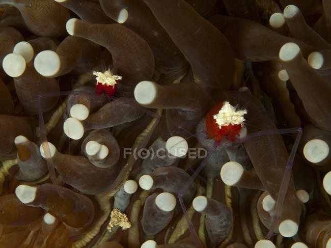 Ghost shrimps hiding among tentacles — Stock Photo