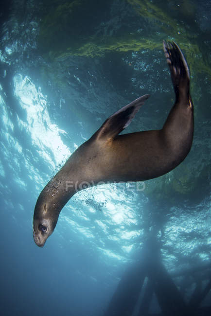 Sea lion playing under oil rig — Stock Photo