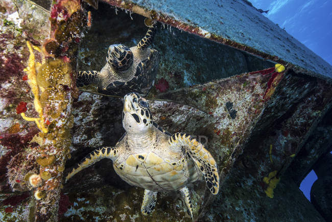 Schildkröte blickt auf Spiegelung unter Schiffswrack — Stockfoto