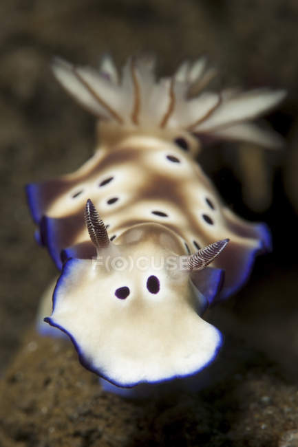 Risbecia tryoni nudibranchi — Foto stock