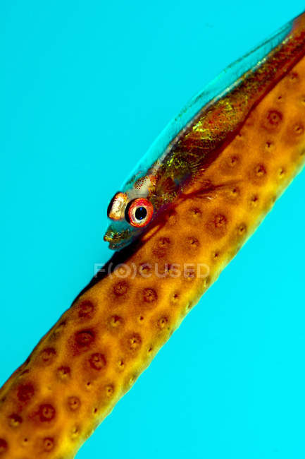 Large whip coral goby — Stock Photo
