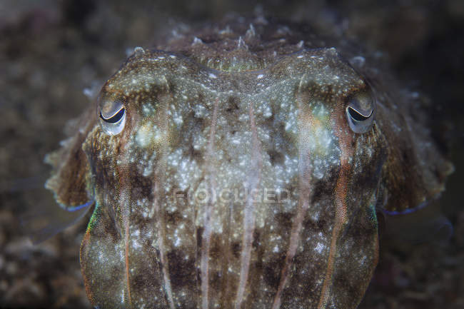 Tiro de topo de cuttlefish broadclub — Fotografia de Stock