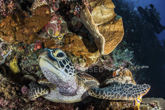 Tartaruga marinha verde descansando na borda — Fotografia de Stock