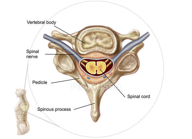 Ilustração médica da anatomia da vértebra humana — Fotografia de Stock