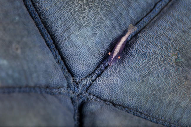 Camarão minúsculo em Blue Starfish — Fotografia de Stock