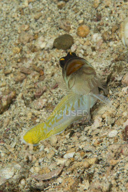 Золото специфікації jawfish з відкрив рот, Anilao, Батангаса, Філіппіни — стокове фото