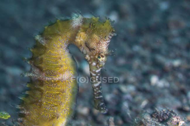 Hippocampe épineux sur le fond marin — Photo de stock