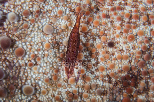 Shrimp on pin cushion sea star — Stock Photo