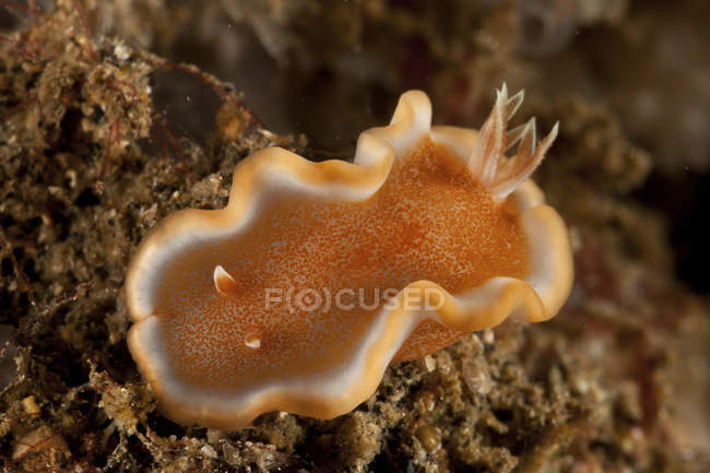 Glossodoris rufomarginata nudibranch close-up tiro — Fotografia de Stock