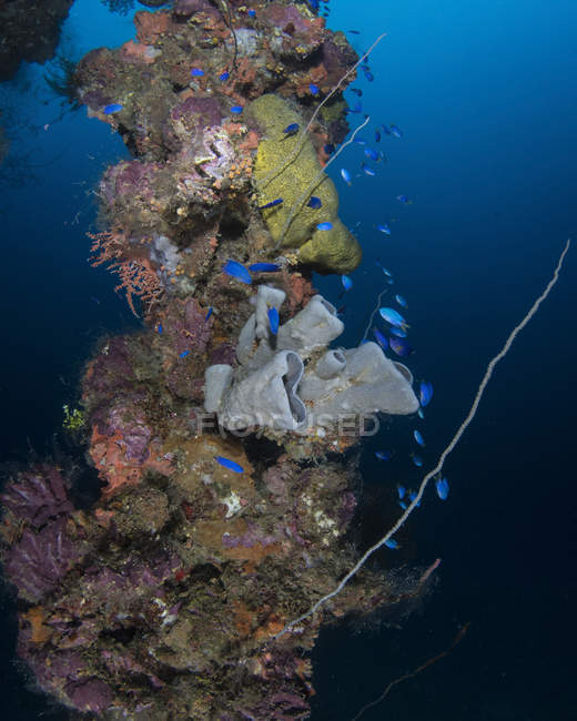 Coral y esponjas en el mástil del naufragio - foto de stock