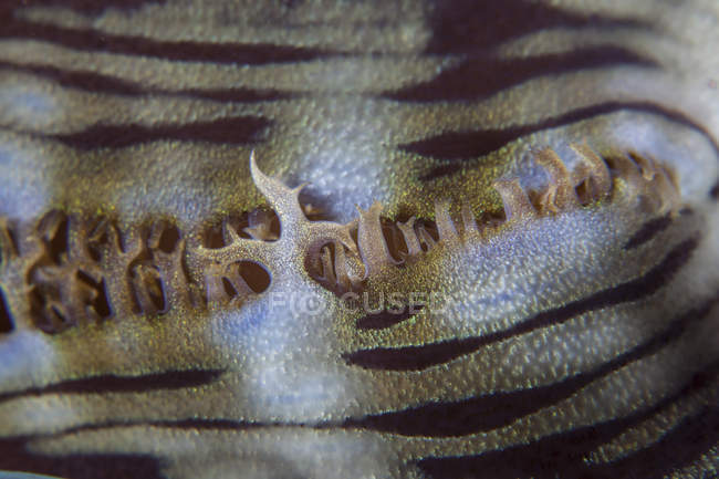 Molusco gigante close-up tiro — Fotografia de Stock