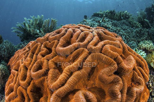 Colonia de coral de color en el arrecife - foto de stock