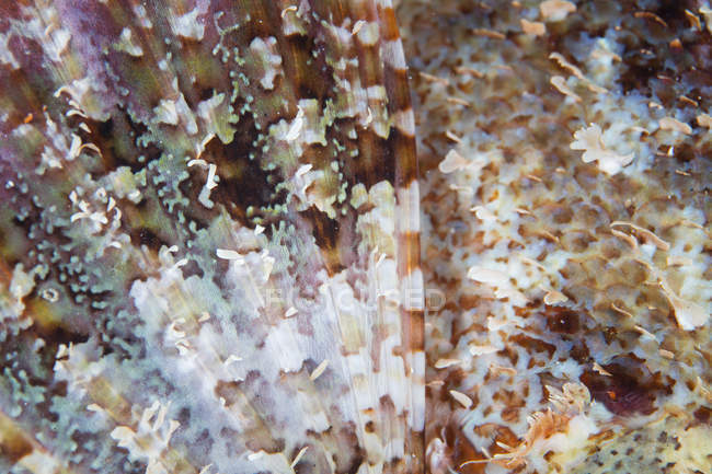 Nageoire et écailles de scorpionfish gros plan — Photo de stock