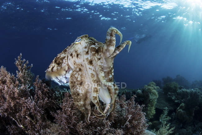 Широкий клубний каракатиця, що нависає над кораловим рифом — стокове фото