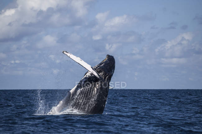 Горбатий кит розбиває поверхню води — стокове фото