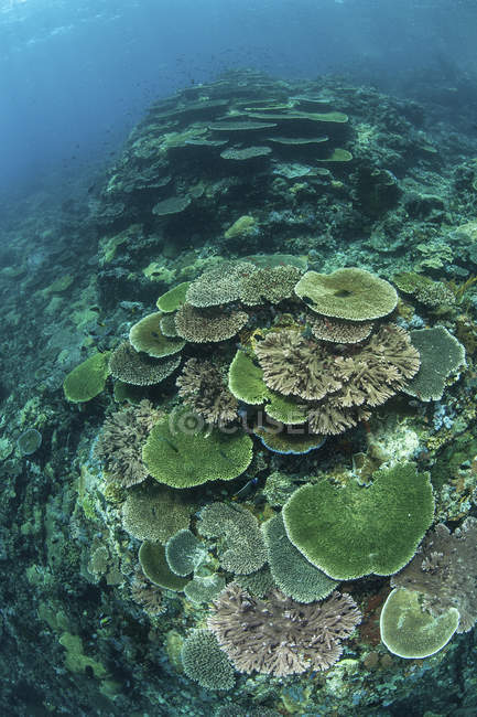 Здоровые кораллы на рифе — стоковое фото