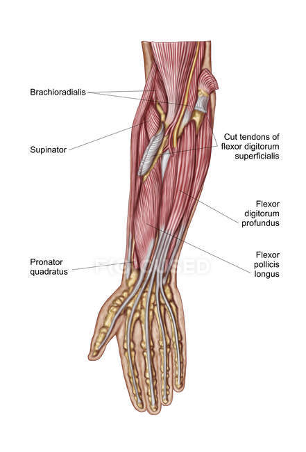 Анатомія людини передпліччя м'язів етикетки — стокове фото