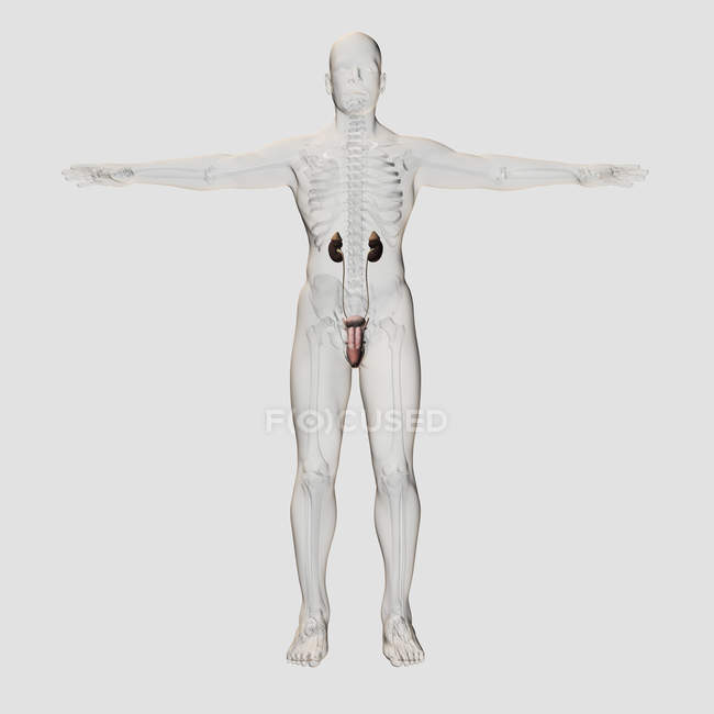 Ilustração médica tridimensional de órgãos reprodutivos masculinos — Fotografia de Stock