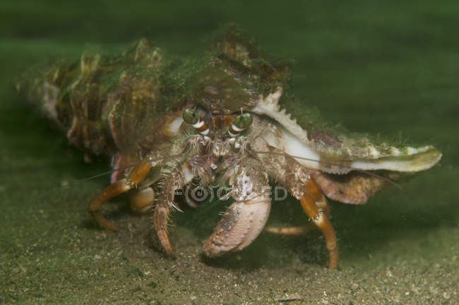 Anemone hermit crab on sandy bottom — Stock Photo