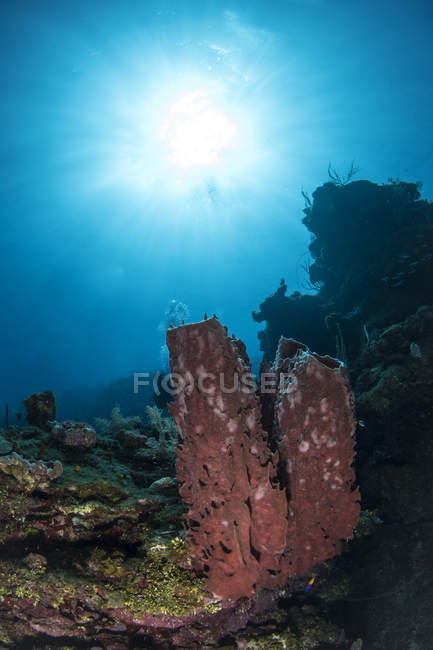 Esponja sobre arrecife en Roatán - foto de stock