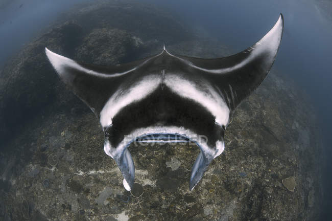 Reef manta ray nadando acima do recife — Fotografia de Stock